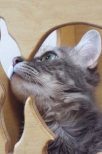 Picture of Chenille
