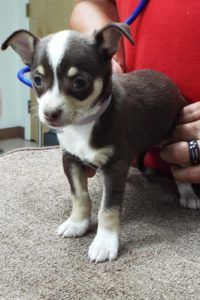 Picture of Cheyenne