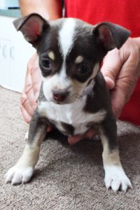Picture of Cheyenne