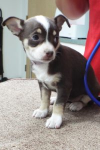 Picture of Cheyenne