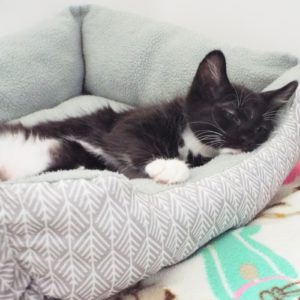 Picture of Cloud