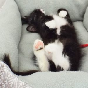 Picture of Cloud