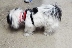 Picture of Darla