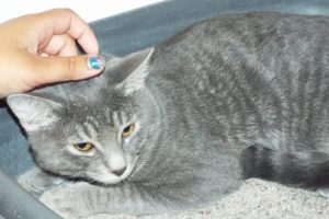 Picture of Dewdrop