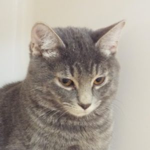 Picture of Dewdrop