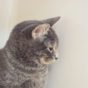 Picture of Dewdrop