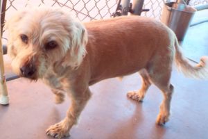 Picture of Doobie