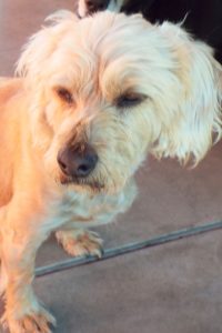 Picture of Doobie