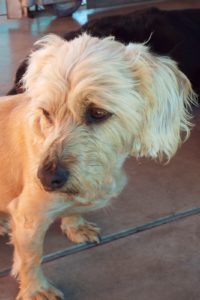 Picture of Doobie