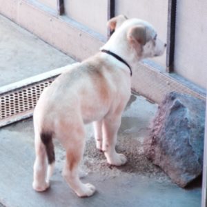 Picture of Jazz