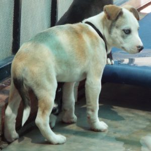 Picture of Jazz
