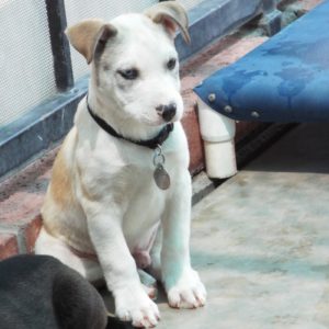 Picture of Jazz