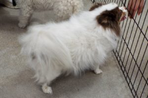 Picture of Joey