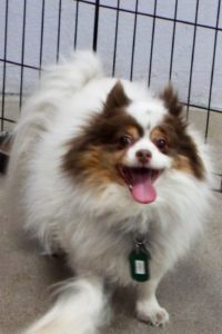 Picture of Joey
