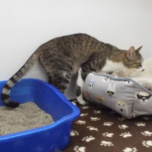 Picture of Kooky