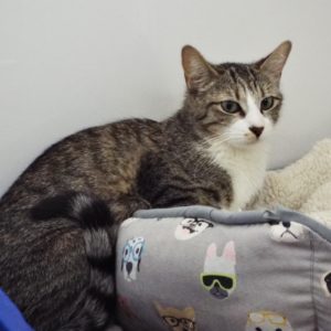 Picture of Kooky