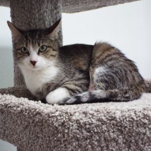 Picture of Kooky