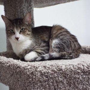 Picture of Kooky