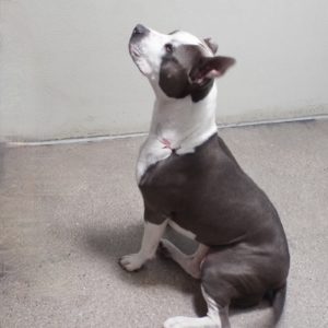 Picture of Layla