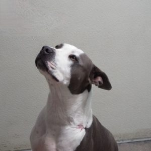 Picture of Layla