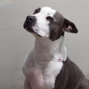 Picture of Layla
