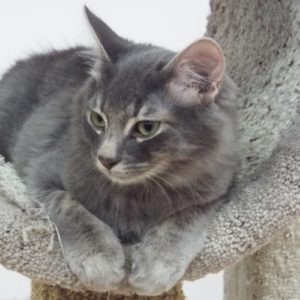 Picture of Lemon Drop