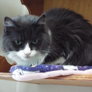 Picture of Little Charlie