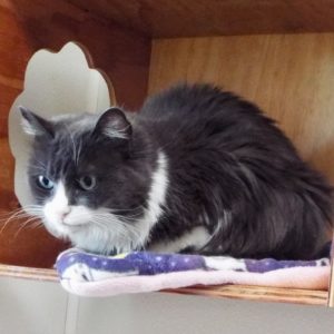 Picture of Little Charlie