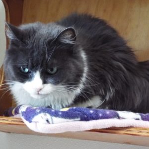 Picture of Little Charlie