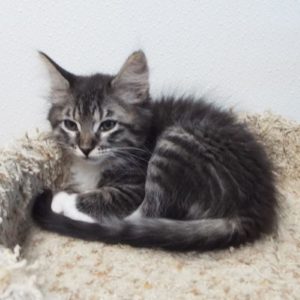 Picture of Nutty