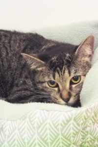 Picture of Raindrop