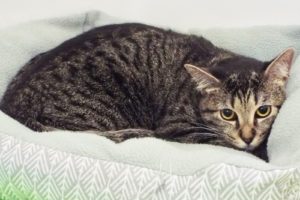 Picture of Raindrop