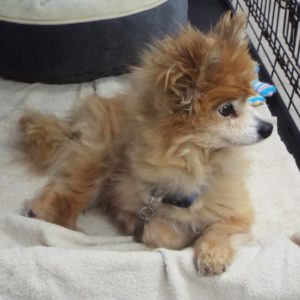 Picture of Rascal