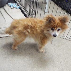 Picture of Rascal