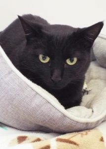 Picture of Shadow