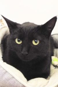 Picture of Shadow