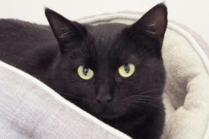 Picture of Shadow