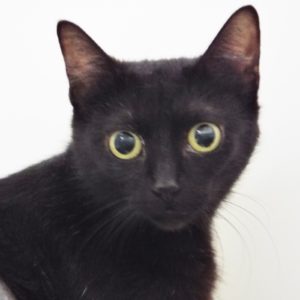 Picture of Soy