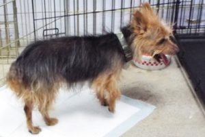 Picture of Stella