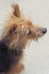 Picture of Stella