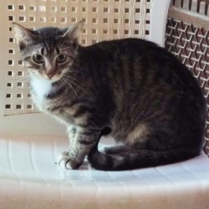 Picture of Stubbs