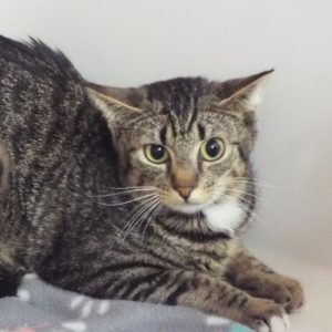 Picture of Stubbs