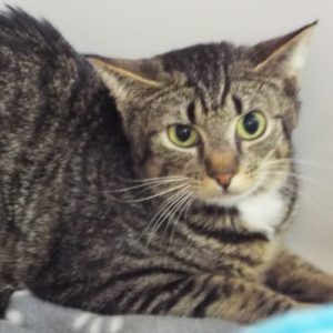 Picture of Stubbs