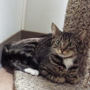 Picture of Stubbs