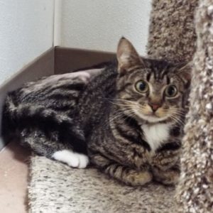 Picture of Stubbs
