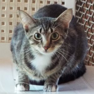 Picture of Stubbs
