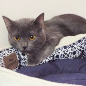 Picture of Topsy