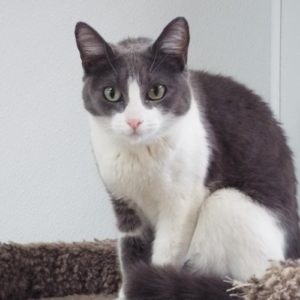 Picture of Adelita