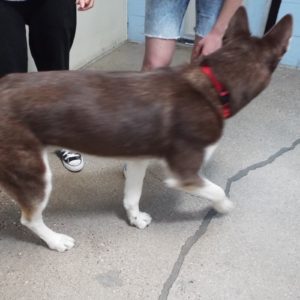Picture of Brownie Boy