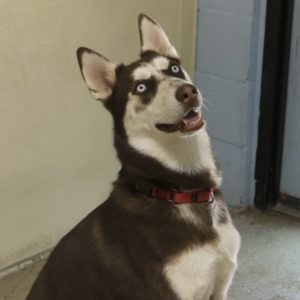 Picture of Brownie Boy